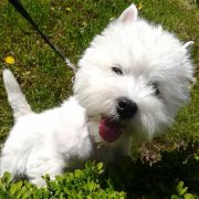 TOUCH OF THE RING Czar Krakowa 