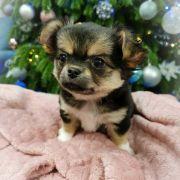 DALLA z Dorzecza FCI 