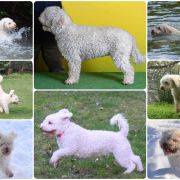 XANTOBELLA Bona Espero (FCI)