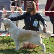 ZELDA QUEEN OF HEARTS Chakville