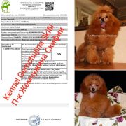 Vita Gold Star Odessa 