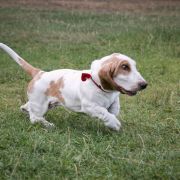 BUMBA Bursztynowa Aleja FCI