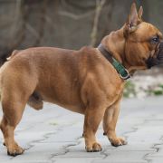 Douglas Idylla Canis