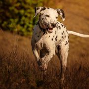 Qybash aus dem Haus Punctum L.U.A (N/N)