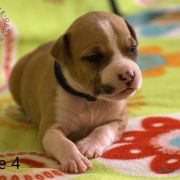 Male 4 Dolcze Gabara