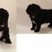 KERRERA Pies de Perro (FCI)