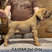GASPAR