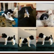 WIESIOŁEK Razydonia FCI