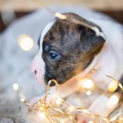 TANANA Because of Crazy Time 