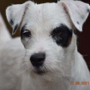 Arctic Crown Versace