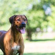 HOMER Pręgowce z Jasienia