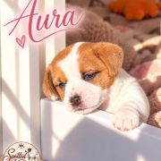 Aura