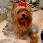 T-TIFFANY Piccolo Cane York (FCI)