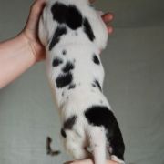 SAXIFRAGA Czar Olbrzyma 