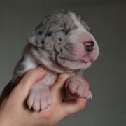 SOKRATES Czar Olbrzyma 