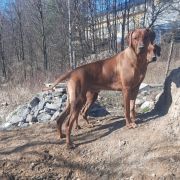 Rhodesian Ridgeback FCI - Spirit of Africa - 2026