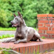 TESSA Śnieżne Zjawisko 