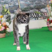 ERECUTO GO FROM HACHIMANTAI