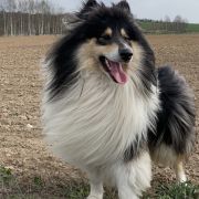 AKAI MYSTERY Sugar Baby