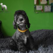PICASSO Diamond Lamb