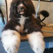 Aussie Welkope CZAS NA MIŁOŚĆ