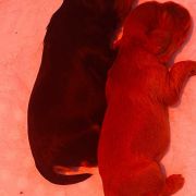 Hexala Ninakupenda (FCI)