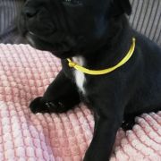 BOMBAY Horseradish Gang Staff