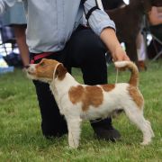 POSEJDON Lubelski Tropiciel FCI CH.Mołdawii 