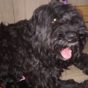 Sirena Tchorny Lebed 