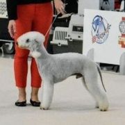 PETRUS Diamond Lamb - MONACO