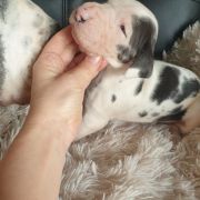 ODYSEJA Czar Olbrzyma