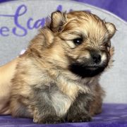 YOUR DESTINY the Scarlet Hill