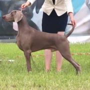 BISS JBIS MJCh B top gun 