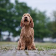 Arma Venandi's CHERRY