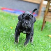 CARLOS