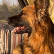 AMIRA Defensive Polyin FCI