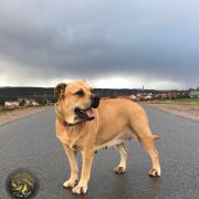 Mł Ch Pl BIG TAURA Tołdi(FCI) 