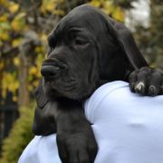 AMARANT Przylądek Doga FCI 