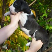 SATUREJA Czar Olbrzyma