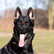 Easy del Camino Duro