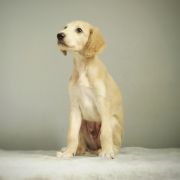 Moyo Pori AYERS ROCK