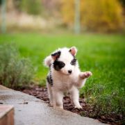 ARALIA z Łaciatej Krainy