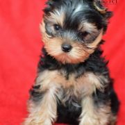 ELECTRIC FEELING Indorado FCI