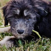 SŁOWIANKA z Futrzastych Nicponi