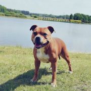 Immness (FCI) U GOT THE LOOK 