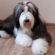 SWEETHEART El`Bridorado