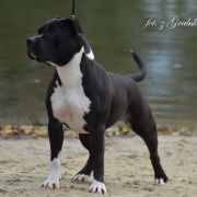 z Grabskiego CHERRY LADY