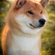 ZHEMCHUZHINA IMPERATORA EKU GONANKAIHO