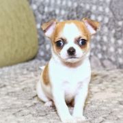 Bee’s Knees Emerald In Gold