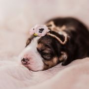 CHERRY BLOSSOM Drużyna Uszatych 